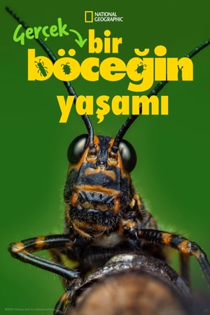Bölüm 8
